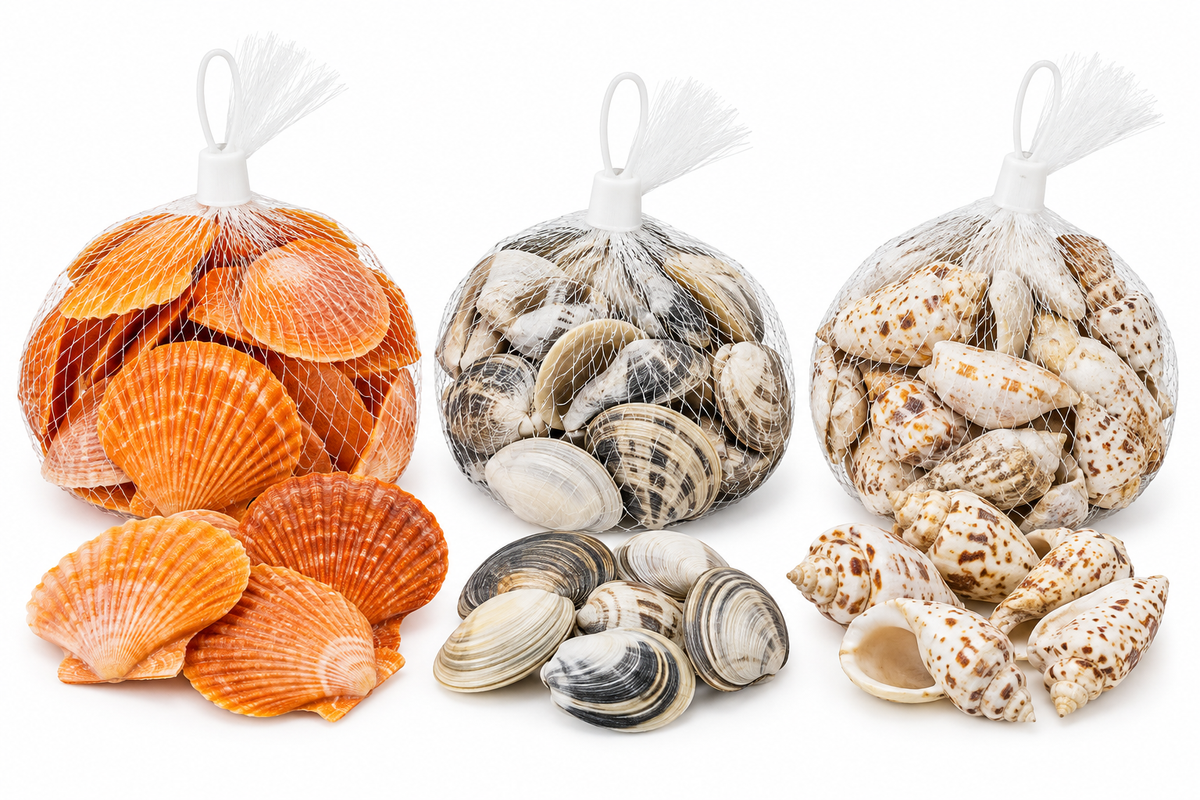 Assorted Natural Decorative Seashells