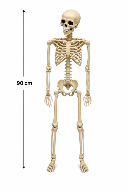 Halloween Skeleton Toy 90cm Poseable Skeleton Figure